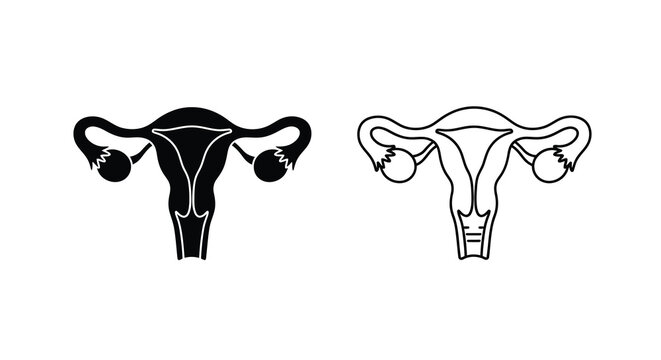 Female reproductive system illustration uterus fallopian tubes and cervix anatomy