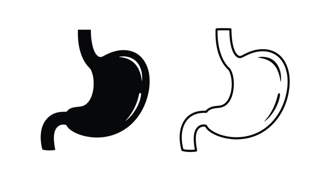 Human stomach anatomy illustration black and white line art depiction