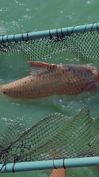 Vertical video. Fisherman Releasing Large Carp Fish from Net Back into Green Lake Water Catch and Release Concept