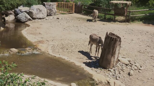 Two zebras walk gracefully in the sunshine, with a small stream running alongside them