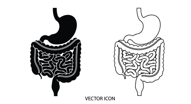Human digestive system illustration stomach intestines and associated organs depicted in detail