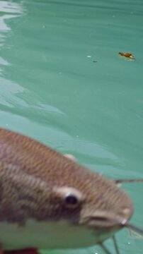 Vertical video. Angler Lifting Large Redtail Catfish From Water Over Landing Net With Splashing Drops And Movement, Catch And Release Fishing