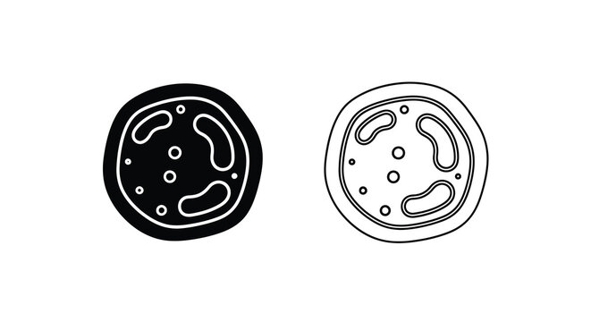 Detailed illustration of two parasitic flatworm eggs with internal structures