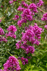 Obraz premium Close-up of vibrant pink Red Valerian (Centranthus ruber) flowers blooming in the wild
