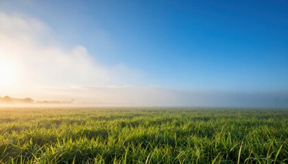 Fototapeta premium Morning mist over lush green rice fields scenic landscape rural environment nature photography