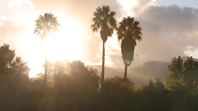 palm trees in silhouette at sunset, Stanford, South Africa