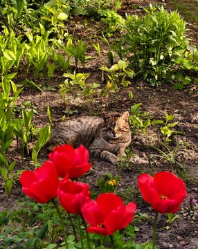Tabby cat squinting in the bright sun while resting in a spring garden
