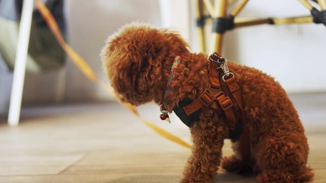 Cute brown toy poodle dog wearing a harness sitting alone indoors, looking up attentively. Morning daylight close up with selective focus for man's loyal best friend waiting for its loving owner.