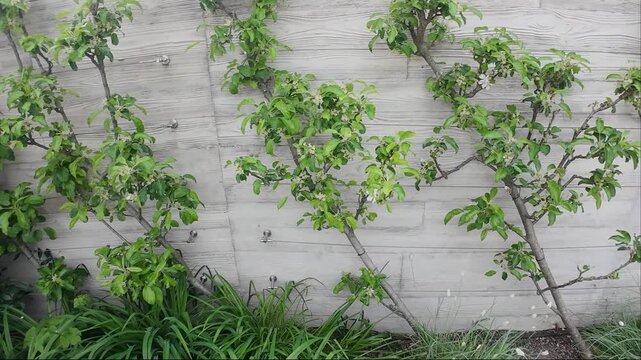 Vivid Greenery Adorns City Walls. Lush Plants Grow Along Weathered City Structures Creating Natural Artistry