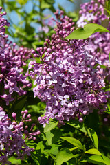 Obraz premium Close-up of vibrant purple Lilac (Syringa vulgaris) flowers blooming on a bush in spring