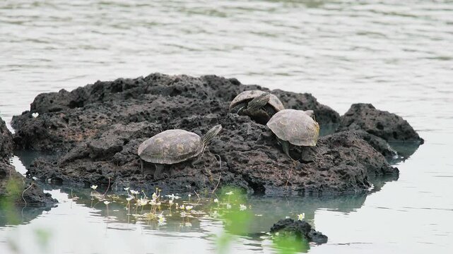 Pond turtles rest on a rocky islet within calm lake water in a natural habitat in wild terrain. Terrapins, sunlit stone, and freshwater shallows show peaceful reptile life near shore.