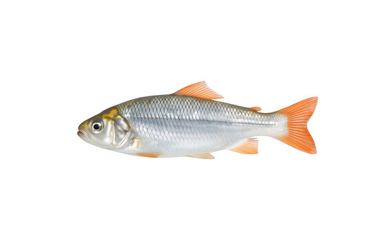 Rudd fish swimming isolated on transparent background
