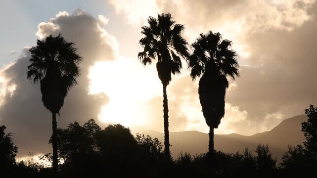 palm trees in silhouette at sunset, Stanford, South Africa