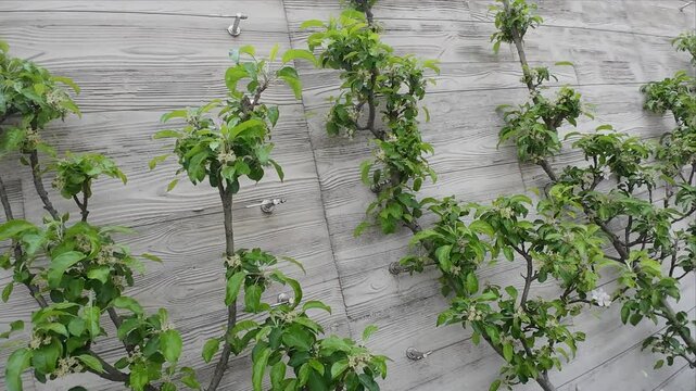 Vivid Greenery Adorns City Walls. Lush Plants Grow Along Weathered City Structures Creating Natural Artistry