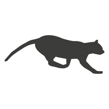 Cat running sequence 6