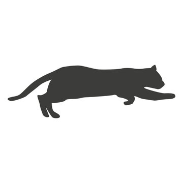 Cat running sequence 3