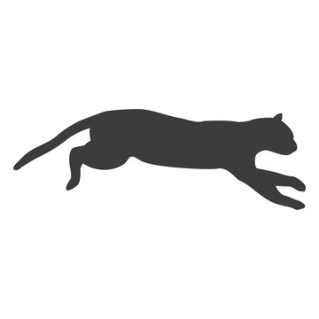 Cat running sequence 9