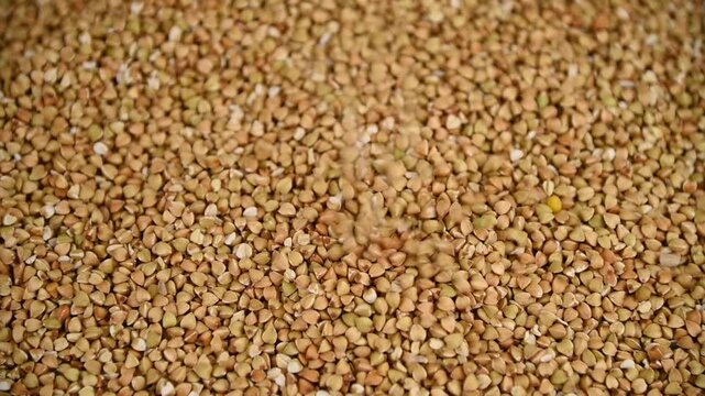 Green buckwheat groats pouring and forming pile in closeup kitchen