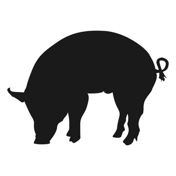 Pigg silhouete