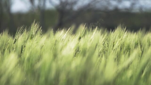 Green wheat ears sway across farmland in soft wind, showing fresh grain and rural growth. Young cereal plants, shallow focus, gentle motion create a calm agricultural scene.