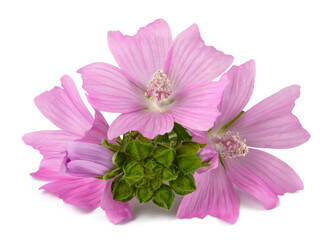 Greater musk mallow flowers © Scisetti Alfio