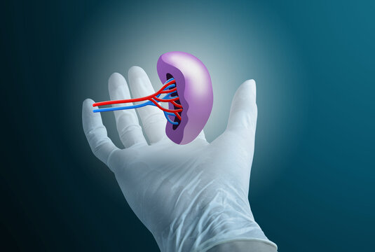 A gloved hand holds a stylized spleen model with arteries and veins