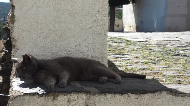 A cat lays on a stone ledge in the sun. Cadaques, Spain