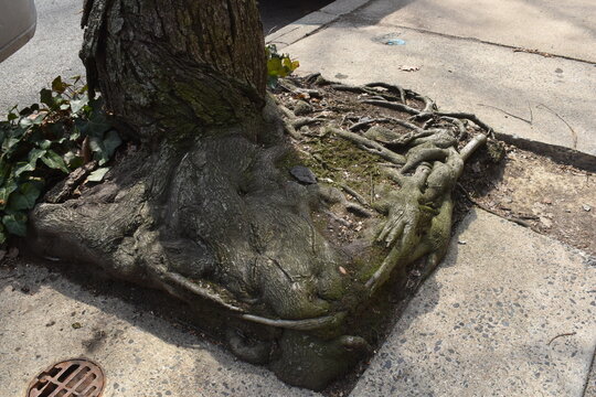 Square Tree Roots