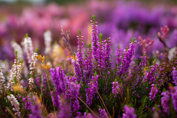 Fototapeta premium Colorful heather plants available at garden center 