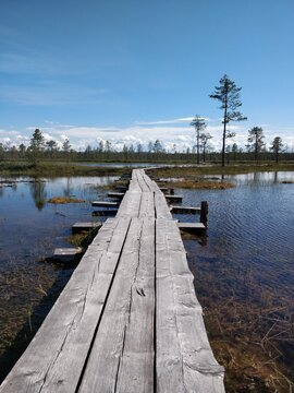A vast and quiet bog landscape unfolds in a Finnish national park. The boardwalk provides a safe path through the wet and beautiful wilderness