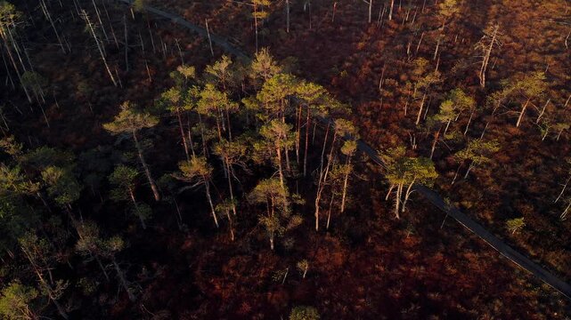 path trough the swamp