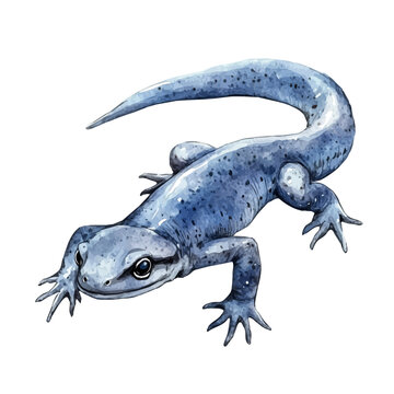 Salamander, watercolor vector depicting playful antics, isolated on a white background.