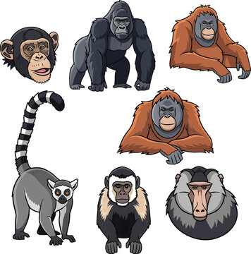 Collection of various primate species including chimpanzee gorilla orangutan lemur and baboon detailed vector illustration for educational designs