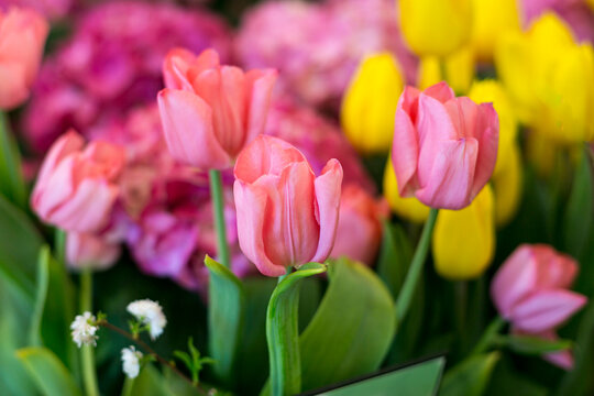 Pink tulips in bloom with soft spring background