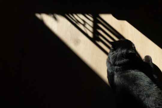 Cat sleeping in a patch of sunlight next to a heater shadow indoors.