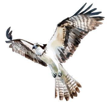 Osprey, watercolor illustration featuring soft shadows and luminous, isolated on a white background.