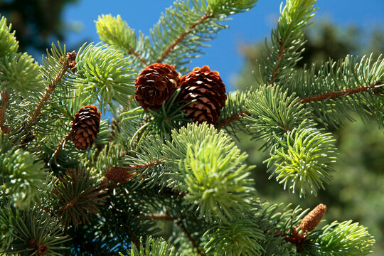 :Pine cones on evergreen branch against blue sky