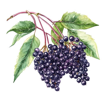 Elderberry, watercolor painting with colorful accents, isolated on a white background.