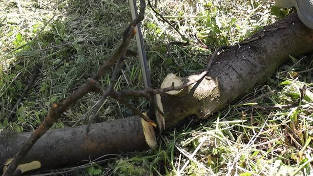 Detailed view of a chainsaw slicing through tree trunk, capturing flying sawdust and rough bark texture, emphasizing strength, efficiency, and practical outdoor wood processing work.
