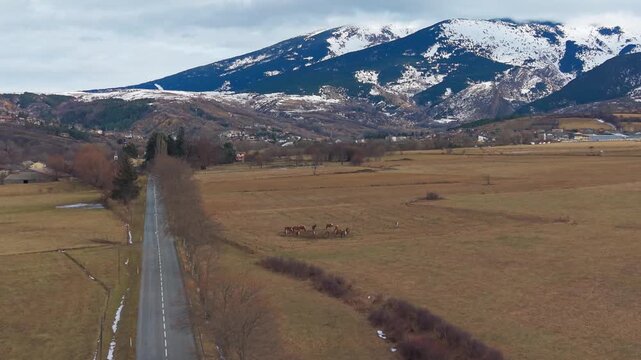 caballos al lado de la carretera