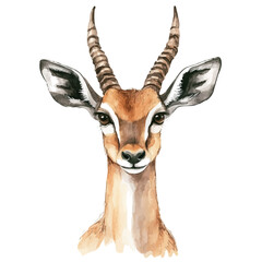 watercolor of Antelope draw graphic, isolated on a white background. © velora