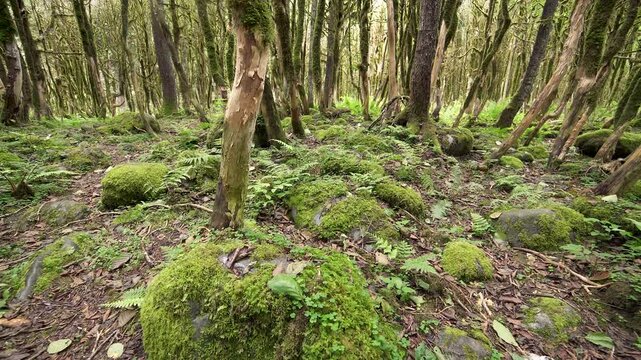 Moss covered boxwood trunks stand in a dark ancient forest with rich green woodland texture. Soft filtered light, damp bark, and mystical greenery create an enchanted grove atmosphere.