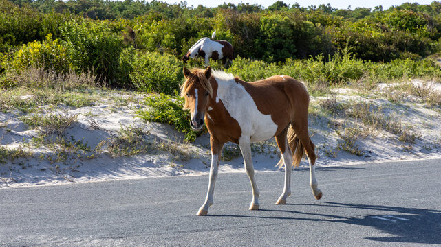 A beautiful pinto wild horse walking across a paved road near the sand dunes, highlighting wildlife in a coastal environment.