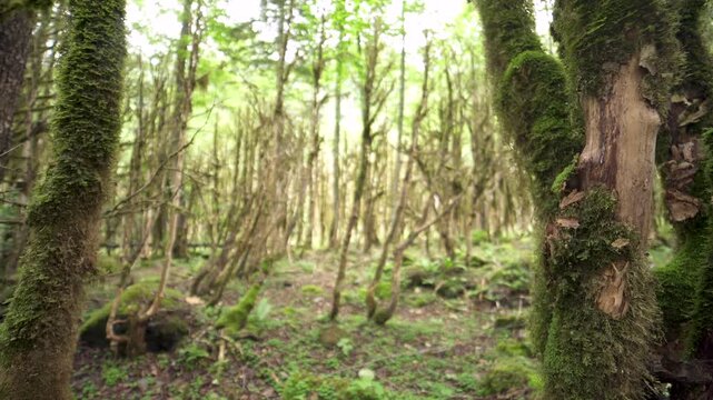 Moss covered boxwood trunks stand in a dark ancient forest with rich green woodland texture. Soft filtered light, damp bark, and mystical greenery create an enchanted grove atmosphere.