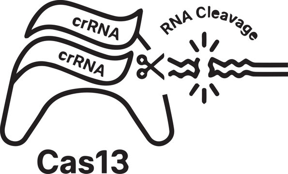 CRISPR-Cas13 RNA-Guided RNA Cleavage Mechanism Vector Icon for Genetic Engineering, Biotech Research, Synthetic Biology, CRISPR Guide RNA Targeting, Molecular Biology Applications