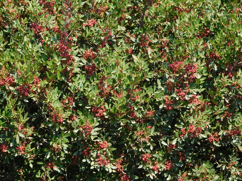 A mastic, or pistacia lentiscus, shrub, with fruit, in Attica, Greece