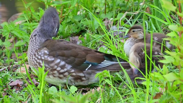 Female mandarin duck resting with ducklings on grassy pond bank