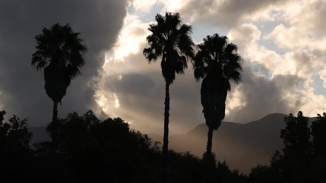 palm trees in silhouette at sunset, Stanford, South Africa