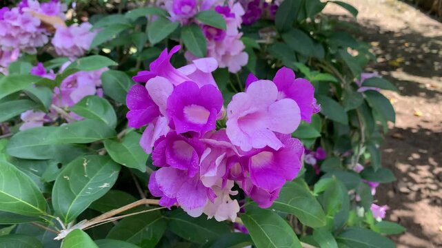 Garlic vine (Mansoa alliacea) or amethyst vine flower in a garden.