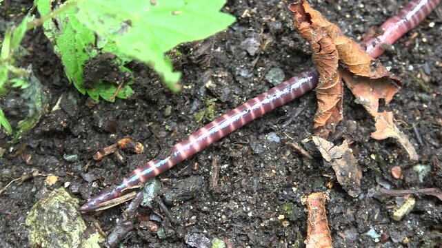 Earthworm crawling across moist soil surface with detailed texture, natural biology scene. Segmented annelid on damp ground, living organism, decomposer role, close terrestrial life.
